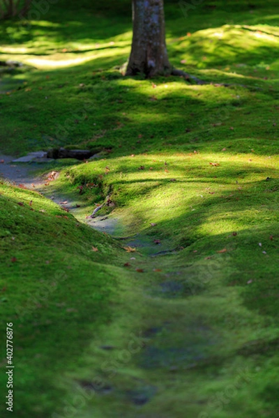 Fototapeta Background of beautiful green grass pattern