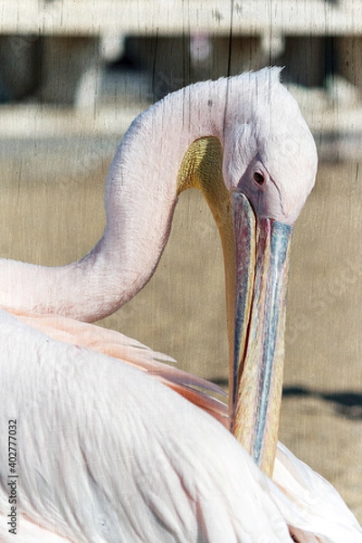 Fototapeta Famous pelican bird posing for photos against beach