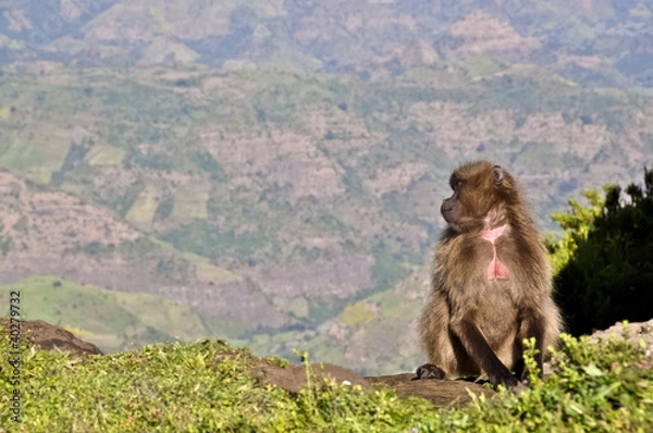 Fototapeta Looking back