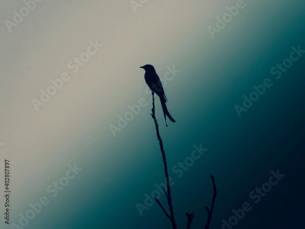 Obraz silhouette of a bird