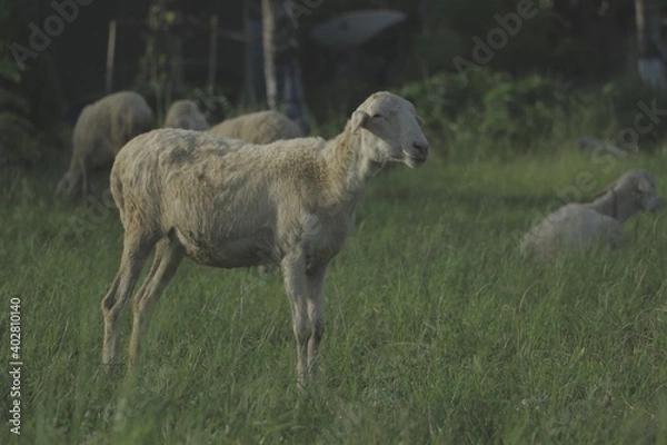 Obraz sheep in the field