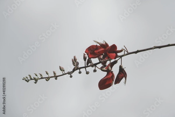 Obraz Red Flower under the Sky