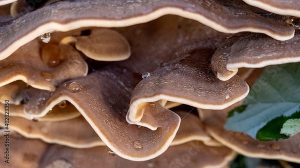 Obraz Polypore, mushrooms with water drops - macro