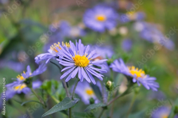 Obraz Wild violet asters On a blurred natural background. Aster amellus, michaelmas daisies, aster alpinus, alpine aster, blue alpine daisy.