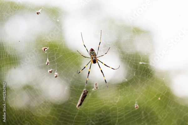 Fototapeta 蜘蛛
