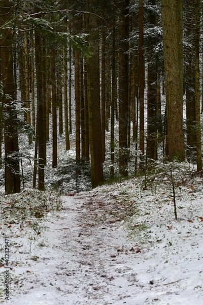 Obraz Bach, Fluss, Weg, Baum, Wald, Schwarzwald, 