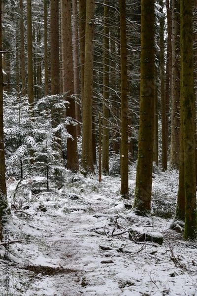 Obraz Bach, Fluss, Weg, Baum, Wald, Schwarzwald, 