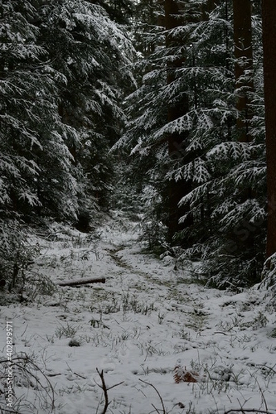 Obraz Bach, Fluss, Weg, Baum, Wald, Schwarzwald, 