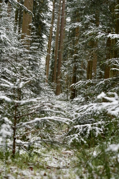 Obraz Bach, Fluss, Weg, Baum, Wald, Schwarzwald, 