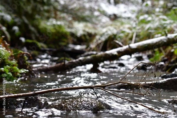Obraz Bach, Fluss, Weg, Baum, Wald, Schwarzwald, 