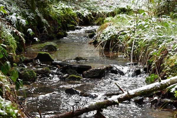Obraz Bach, Fluss, Weg, Baum, Wald, Schwarzwald, 