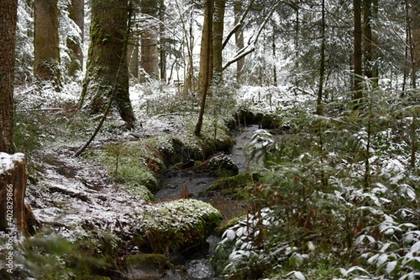 Obraz Bach, Fluss, Weg, Baum, Wald, Schwarzwald, 