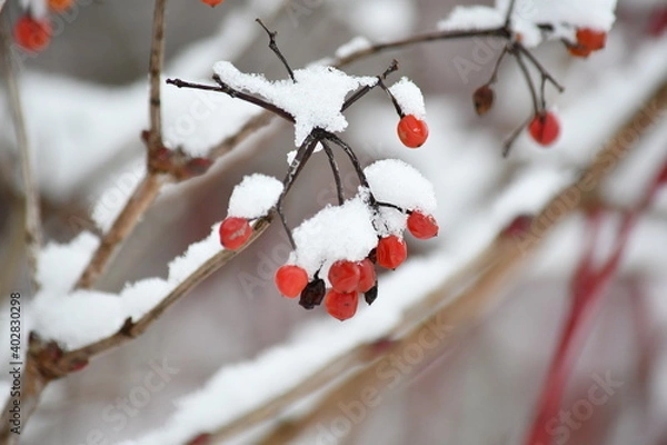 Obraz Gefrorene Beere