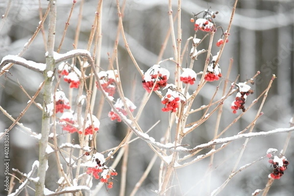 Obraz red berries on a branch
