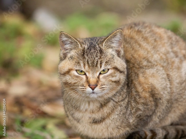 Fototapeta カメラ目線の猫