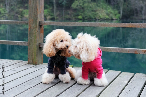Fototapeta Two poodle dog standing