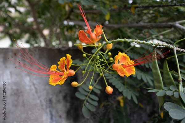 Fototapeta Flower garden