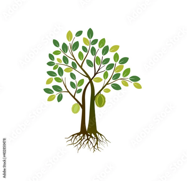Obraz durian tree vector illustrations
