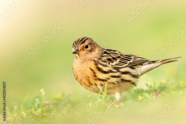 Fototapeta Roodkeelpieper, Red-throated Pipit, Anthus cervinus