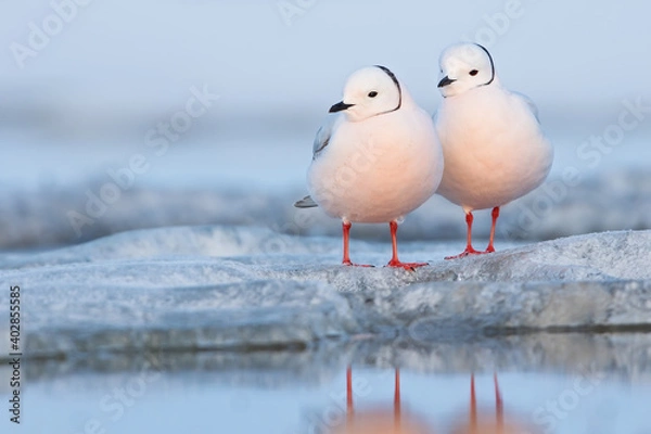 Obraz Ross's Gull, Rhodostethia rosea