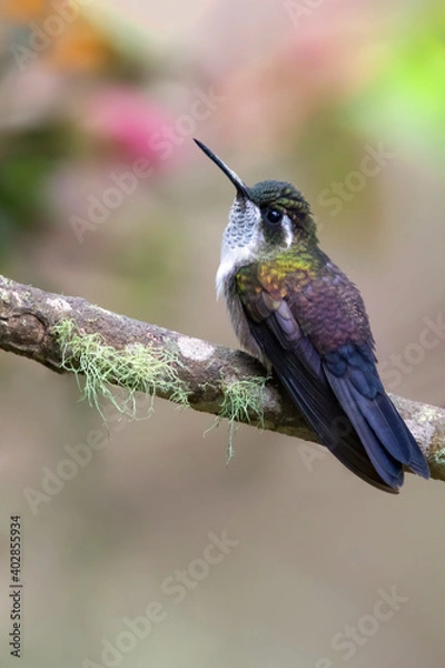 Fototapeta Green-throated Mountaingem, Lampornis viridipallens