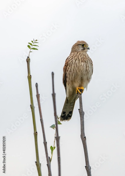 Obraz Kestrel perch