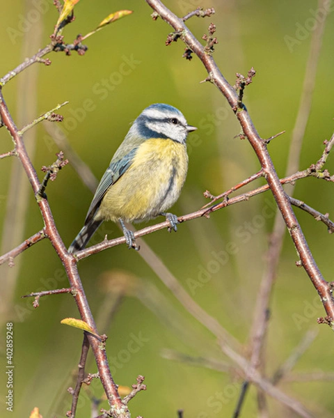 Obraz Blue tit