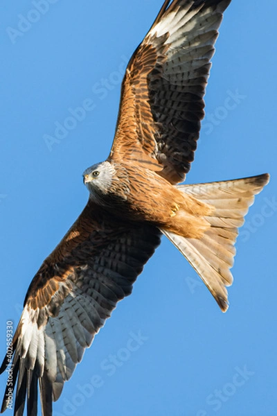 Obraz Red Kite