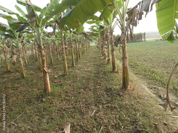 Fototapeta Banana tree garden is growing up in the field.