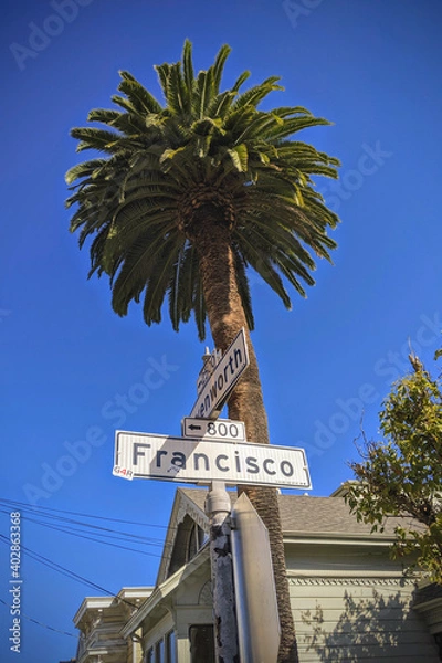 Obraz San Francisco Palm