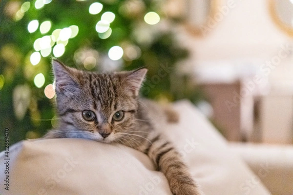 Fototapeta Portrait of a cute little kitten lying on the sofa  near the christmas tree at home