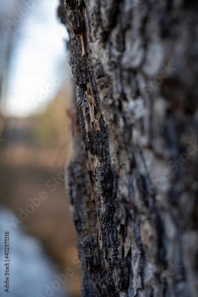 Obraz Tree bark in winter