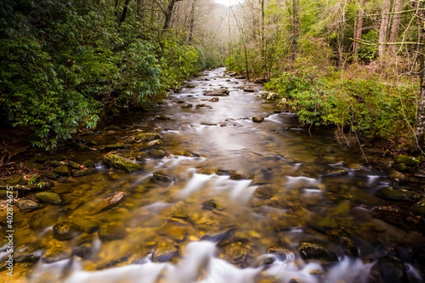 Obraz stream in the forest