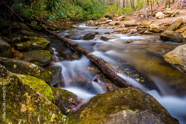 Obraz stream in the forest