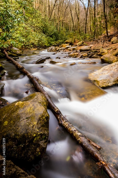 Obraz stream in the forest