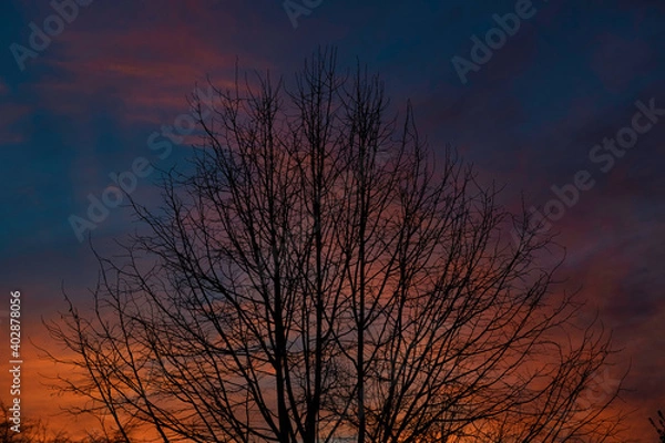 Fototapeta Branches an sunset
