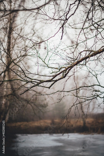 Fototapeta branches and shrubs by a frozen pond