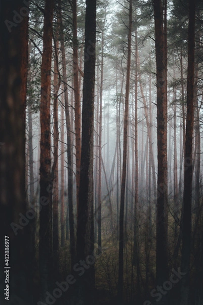 Obraz foggy forest