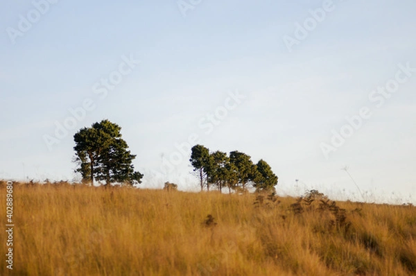 Obraz african landscape