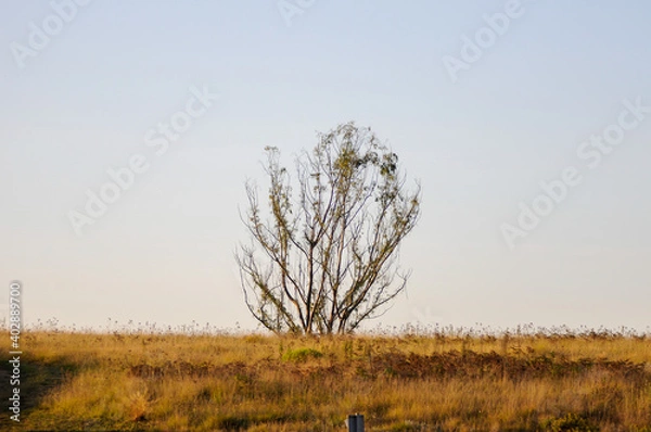 Obraz tree in the field