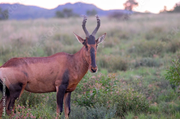 Obraz haartebees in the wild