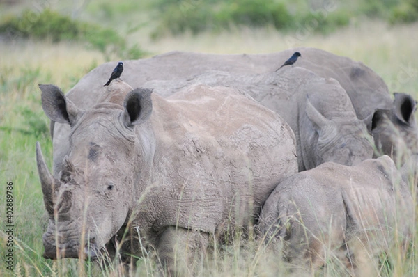 Fototapeta two rhinos in the wild