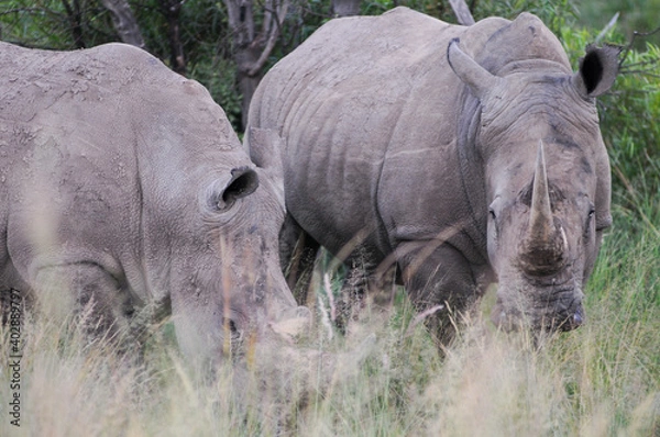 Obraz rhino in the wild