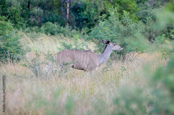 Obraz kudu in the bush