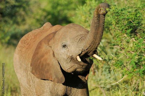 Obraz african elephant eating