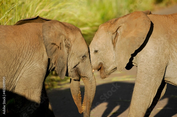 Obraz african elephant calf
