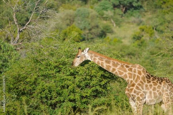 Obraz giraffe eating grass