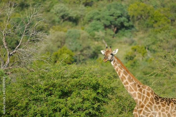 Obraz giraffe in the savannah