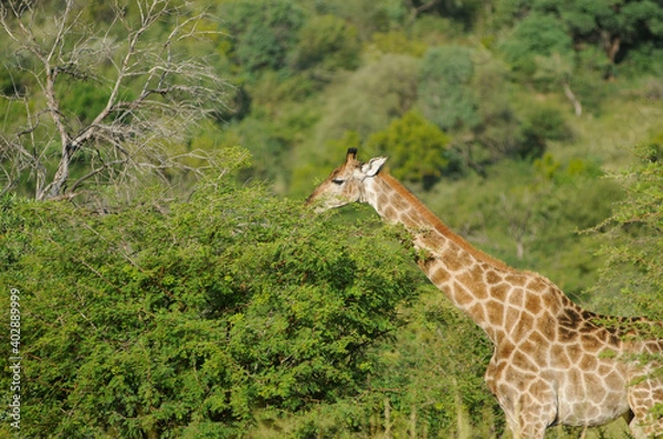 Obraz giraffe in the savannah