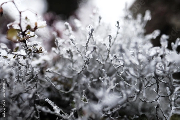 Fototapeta Gefrorene Blume